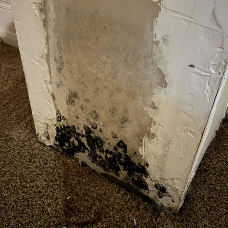 Professional Mold Removal in Enon, OH